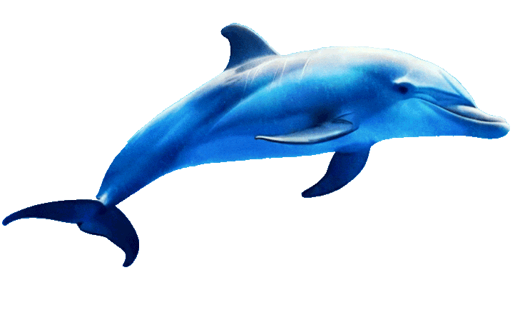 イルカ